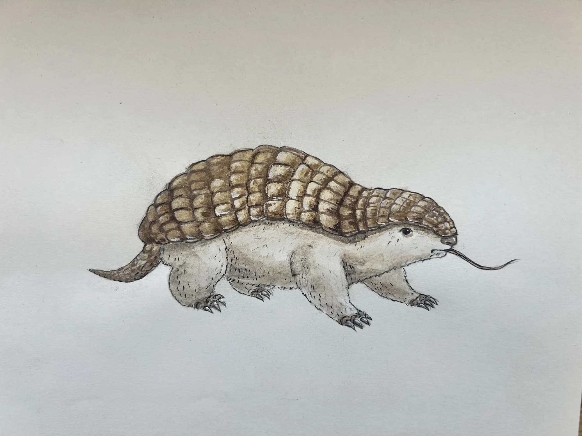 Pencil and watercolor study of the young colossus: an armored, mole-like creature with a long tongue.